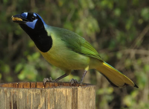 Texas Birding - Visual