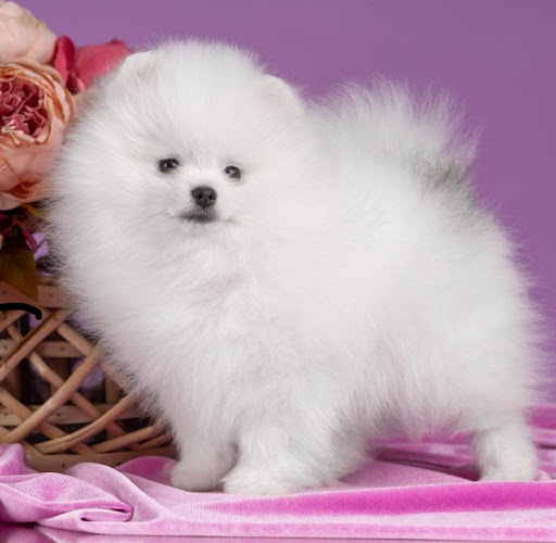 Pixie Pomeranians - Visual