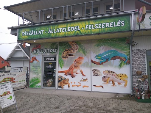 Chameleon - Reptile - Pet Food Shop, Author: tacsi ajancsi