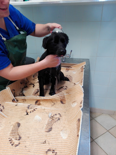 Ambulatorio Veterinario S. Cristina Di Fanfoni E Batazzi - Thumbnail
