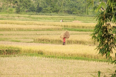 Photos of Agricultural Field
