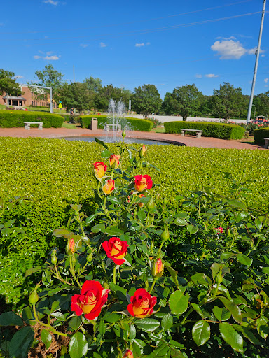 Fayetteville Rose Garden - Thumbnail