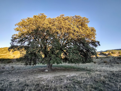 Carrasca de Eusebio - Visual