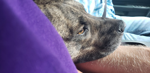 Wags & Whiskers Mobile Veterinary Practice - Thumbnail