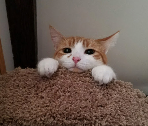 VCA Naugatuck Animal Hospital - Thumbnail