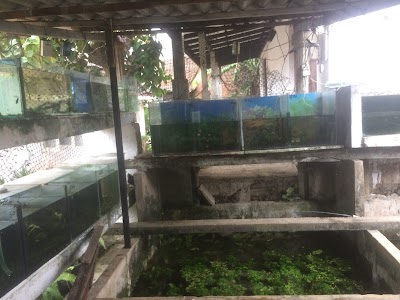 Photos of Manilka's Aquarium