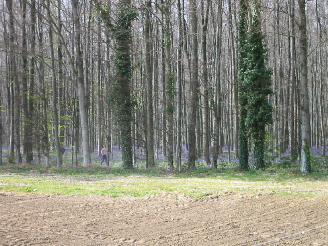 Bois De Halle