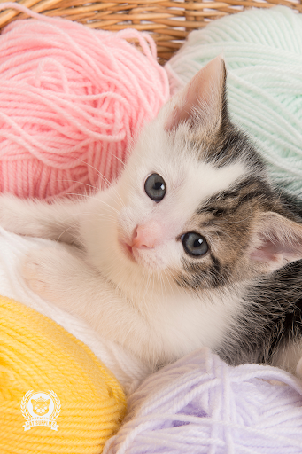 Premium Cat Supplies - Thumbnail