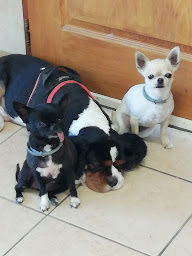 Photo n°7 de Boule Et Bulles à Girancourt (Magasin d'articles pour animaux)