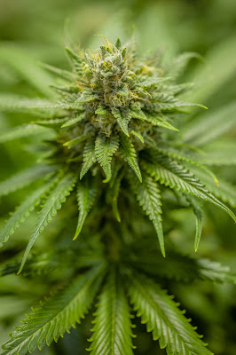Photo of Best Colorado Cannabis