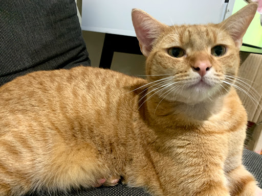 Queensland Veterinary Specialists - Thumbnail