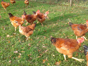 Photo n°3 de Elevage de la Touche à Chermignac (Hébergement)