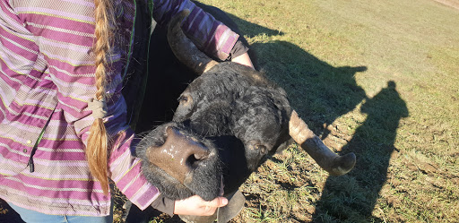 Ostéopathie animale - Tiphaine Beaumont - Thumbnail