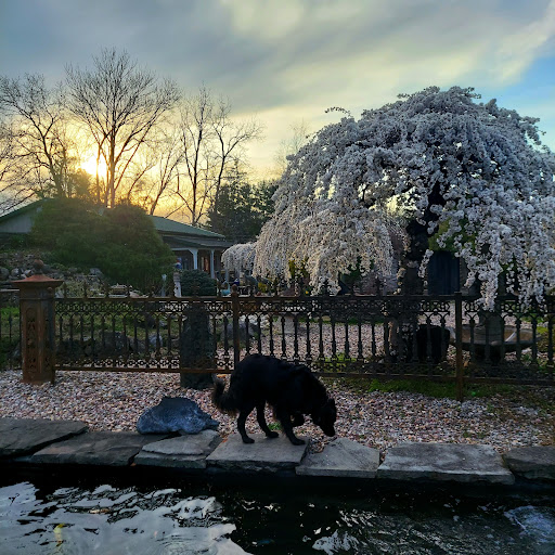 B & M Aquatic Gardens & Koi - Thumbnail