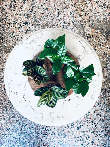 FLAVOUR COFFEE & PLANTS - Zürich