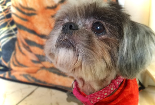 Foxy Paws Pet Grooming Gallery - United States