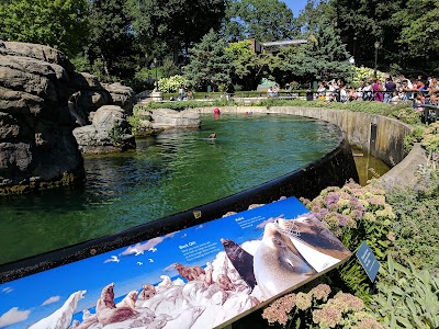 California Sea Lion Pool