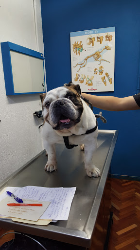 Hospital en Especialidades Veterinarias y Otología Veterinaria