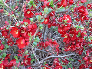 Photo n°16 de Chambres d'hôtes Les Sentiers du Lac à Trémouille (Lac ouvert à la baignade)