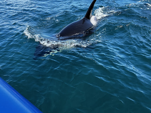 Blue Kingdom Whale & Wildlife Tours - Thumbnail