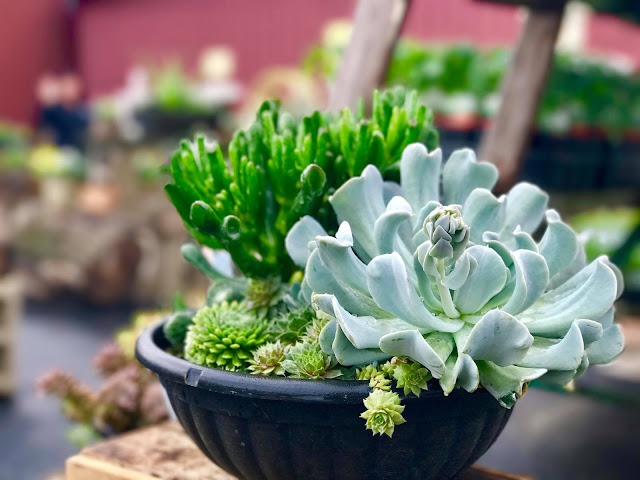 Siegel's Cottonwood Farm by null