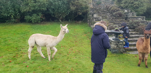 Alpacaly Ever After (office only) - Thumbnail