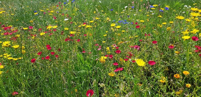 Prairies Saint-Martin