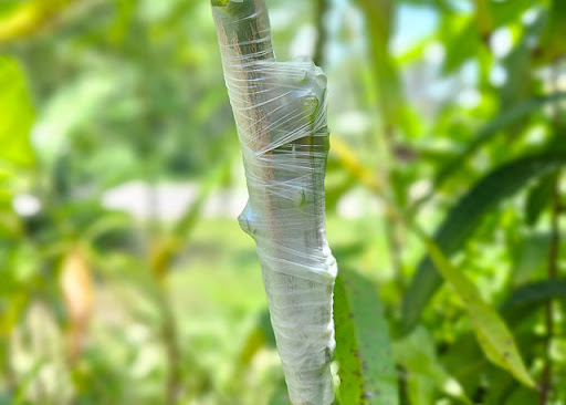 Graft a Mango - Visual