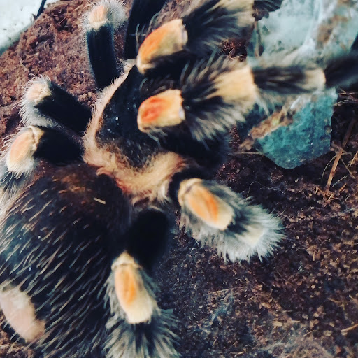 EXOTIC Veterinaria - Thumbnail
