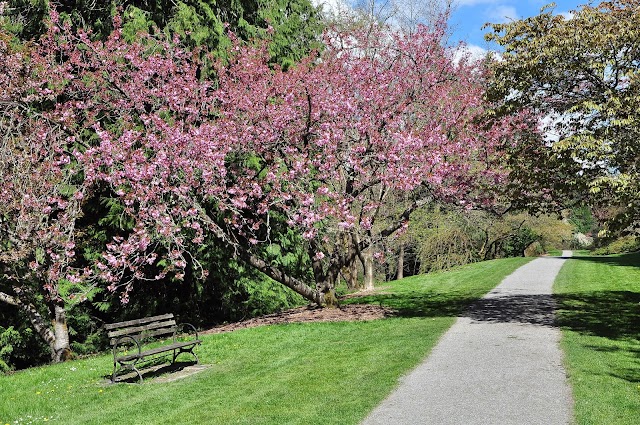 Washington Park Arboretum Botanic Gardens