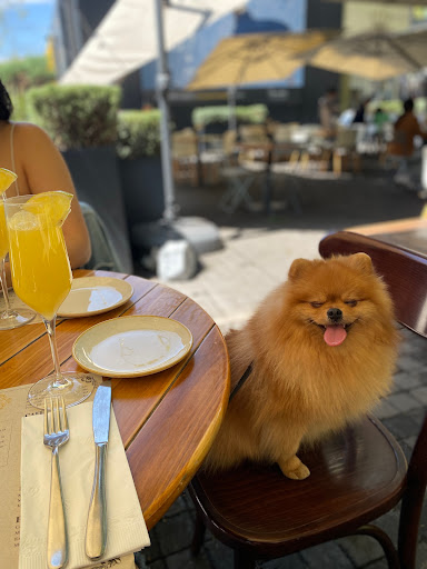 Aristopet