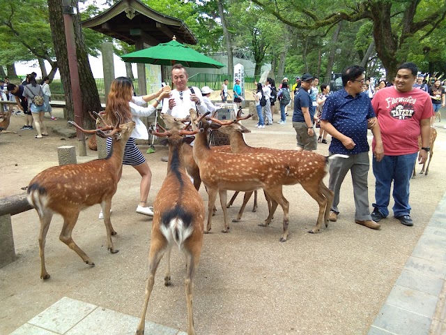 Nara Park