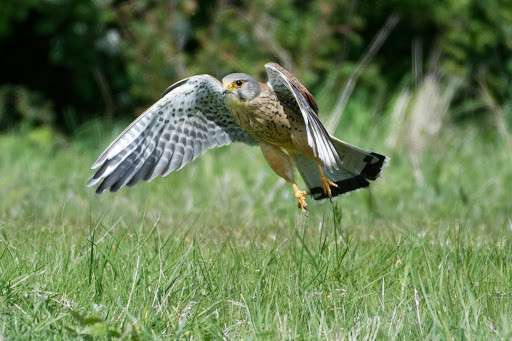 RSPB Ouse Fen Reserve - Thumbnail