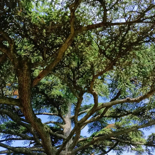 Cedro del Libano - La Morra - Thumbnail