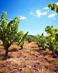 Photo n°13 de A VIN PAS DES MARCHES - Cave à vins & spiritueux La Talaudière - Caviste à La Talaudière (Caviste)
