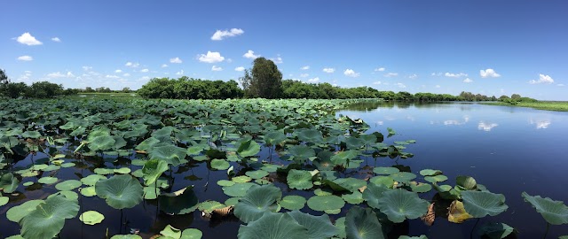 Yellow Water