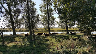 Photos of The momentum Hoeksche