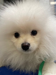 Photo n°15 de Cabinet Vétérinaire Laroye à Vincennes (Pharmacie vétérinaire)