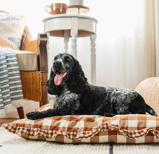 Koda & Company - Pet Store - Thumbnail