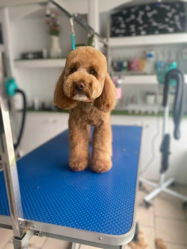 Shampooch Grooming Salon