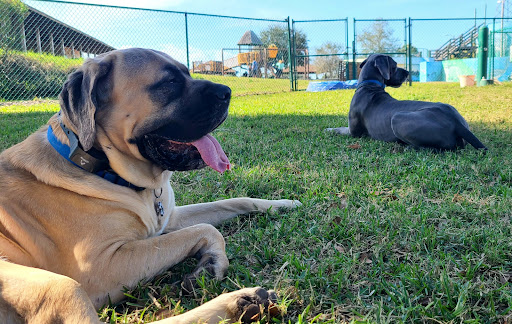 Bark Park (Large) - Visual