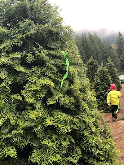 Christmas Creek Tree Farm