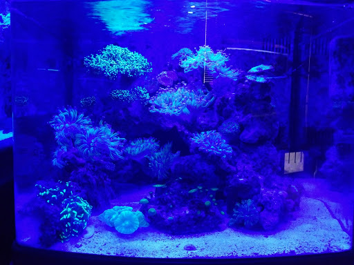 Exotic Reef Designs - Thumbnail