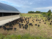 Le champ des poulettes à Saint-Branchs