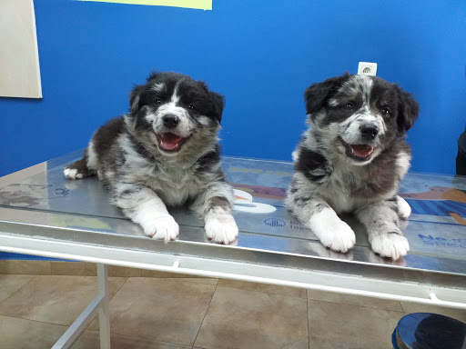 Clínica Veterinaria Casetas