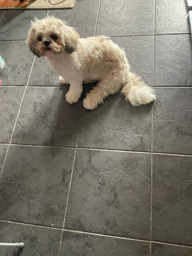 Paws Dog Grooming
