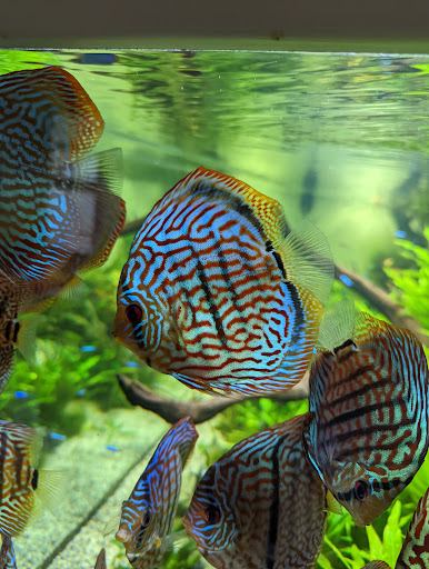 Photo de EAS Paysages Aquatiques à Cusy (74540)