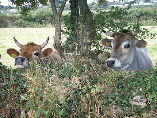 Pengoon Farm - Thumbnail