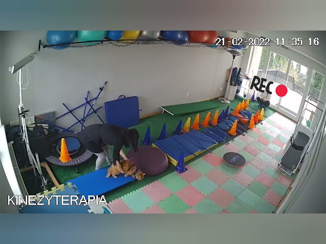 Komentarze i opinie o Piesocinek Rehabilitacja Fizjoterapia Zwierząt - Bieżnia wodna dla psów i kotów