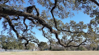 Survivor Oak